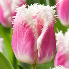 Тюльпан Оторочений Siesta