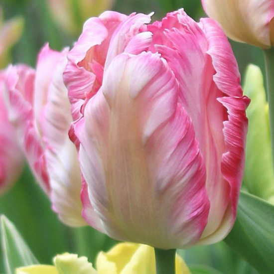 Тюльпан Папуговий Silver Parrot