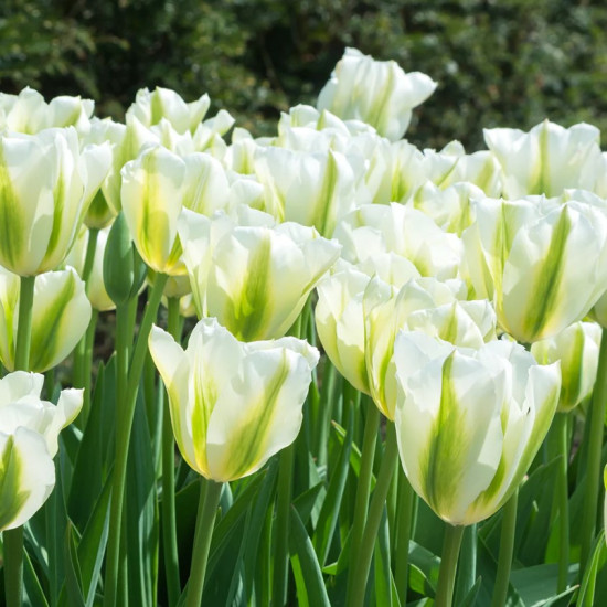 Тюльпан Вірідіфлора Spring Green