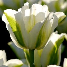Тюльпан Вірідіфлора Spring Green