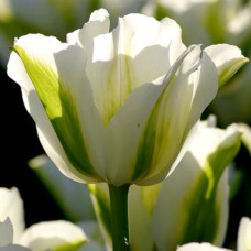 Тюльпан Вірідіфлора Spring Green