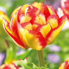 Тюльпан Махровий Sundowner