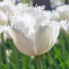 Тюльпан Оторочений Swan Wings