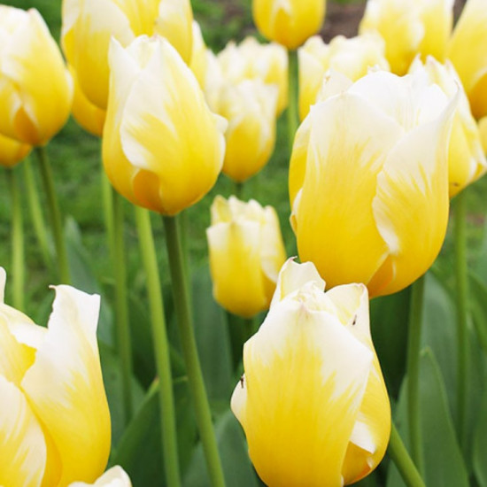 Тюльпан Гібрид Фостера Sweet Heart