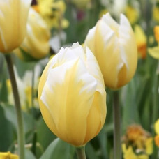 Тюльпан Гібрид Фостера Sweet Heart