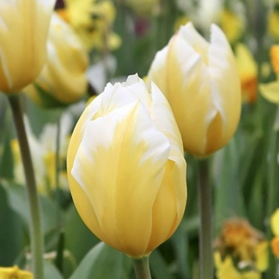 Тюльпан Гібрид Фостера Sweet Heart