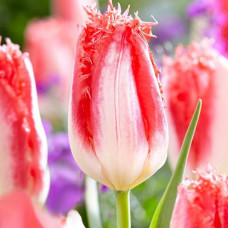 Тюльпан Оторочений Sweet Simone