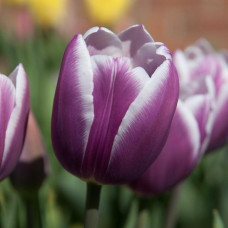 Тюльпан Тріумф Synaeda Blue