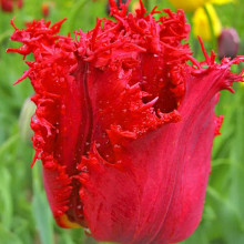 Тюльпан Бахромчатый Valerij Gergiev