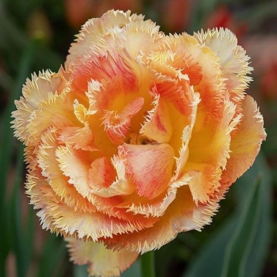 Тюльпан Махровий+Оторочений Vaya Con Dios