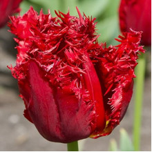 Тюльпан Оторочений Versace