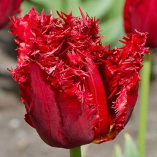 Тюльпан Оторочений Versace