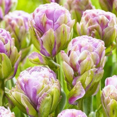 Тюльпан Махровий Violet Pranaa