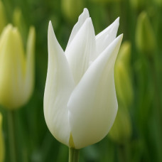 Тюльпан Лілієподібний White Triumphator