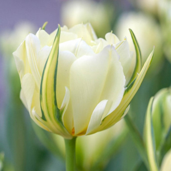 Тюльпан Вірідіфлора White Valley