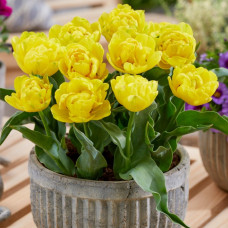 Тюльпан Махровий Yellow Baby