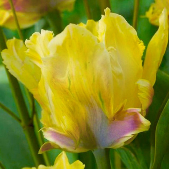 Тюльпан Папуговий Yellow Lizard