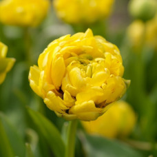 Тюльпан Махровий Yellow Pomponette