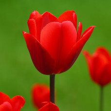 Тюльпан Грейга Ali Baba