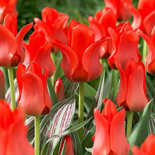 Тюльпан Грейга Ali Baba