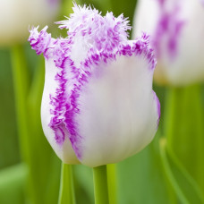 Тюльпан Оторочений Aria Cards