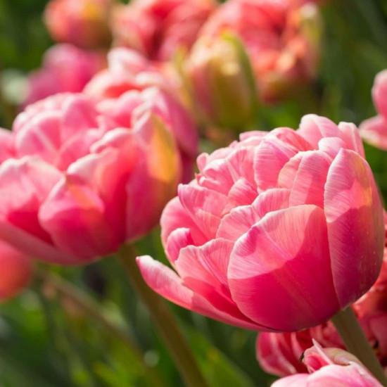 Тюльпан Махровий Aveyron