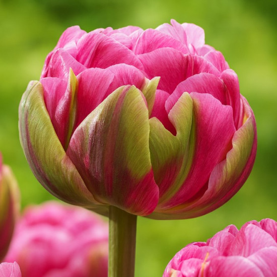 Тюльпан Махровий Aveyron