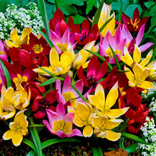 Тюльпан Ботанічний Мікс