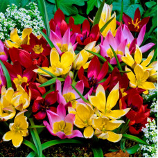 Тюльпан Ботанічний Мікс