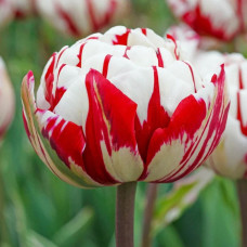 Тюльпан Махровий Carnaval de Nice