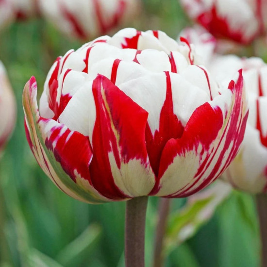Тюльпан Махровий Carnaval de Nice