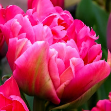 Тюльпан Махровий Chato