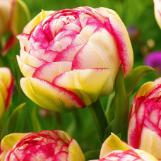 Тюльпан Махровий Double Touch