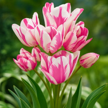 Тюльпан Мультіфлора Frisby