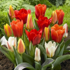 Тюльпан Грейга суміш