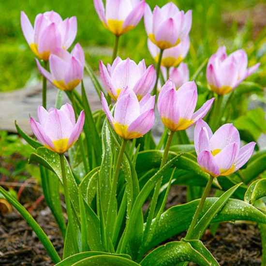 Тюльпан Ботанічний Lilac Wonder