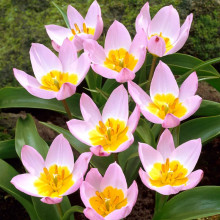 Тюльпан Ботанічний Lilac Wonder