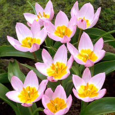 Тюльпан Ботанічний Lilac Wonder