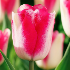 Тюльпан Тріумф Mata Hari