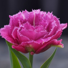 Тюльпан Махровий + Оторочений Matchpoint