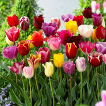 Тюльпан Тріумф 9/10 суміш 10 шт