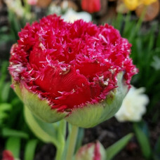 Тюльпан Оторочений Qatar