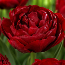 Тюльпан Махровий Red Baby Doll
