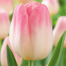 Тюльпан Тріумф Showbizz