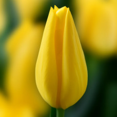 Тюльпан Тріумф Yokohama