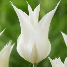 Тюльпан Лілієподібний White Star