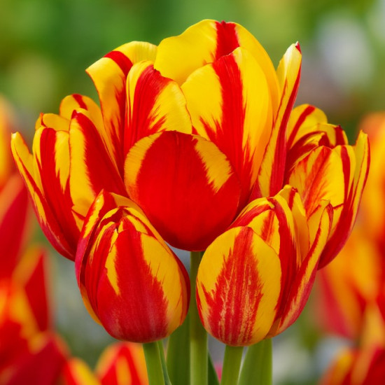 Тюльпан Мультіфлора Wonder Club