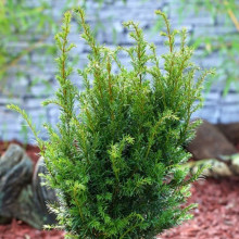 Тис середній Groenland (Гроенланд) контейнер 0.5 л