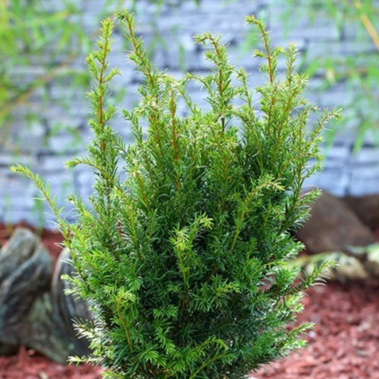 Тис середній Groenland (Гроенланд) контейнер 0.5 л