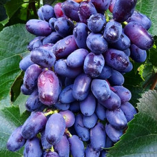 Виноград Академік